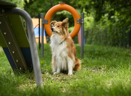 Strefa Dog Agility