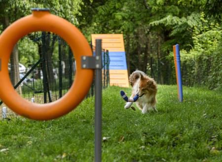 Strefa Dog Agility