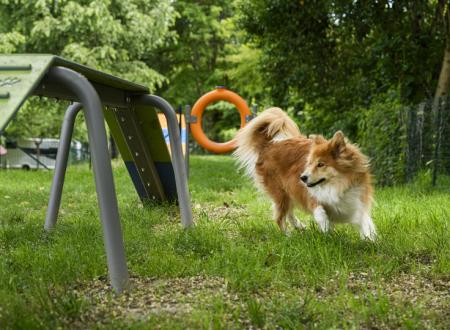 Strefa Dog Agility